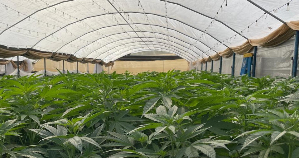 SoCalSeeds.com Southern California Sungrown Selections